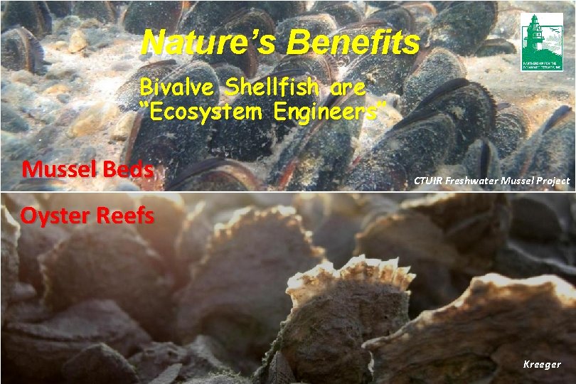 Nature’s Benefits Bivalve Shellfish are “Ecosystem Engineers” Engineers Mussel Beds CTUIR Freshwater Mussel Project