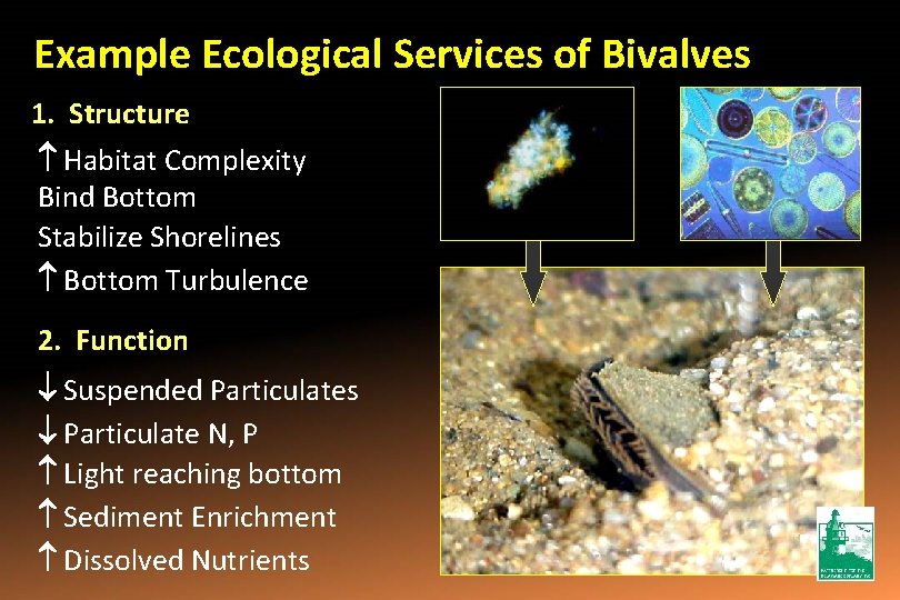 Example Ecological Services of Bivalves 1. Structure Habitat Complexity Bind Bottom Stabilize Shorelines Bottom