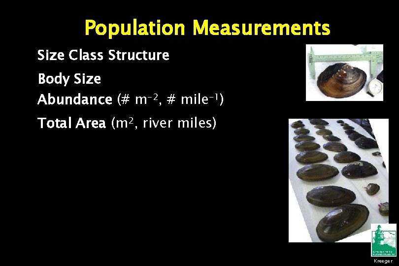 Population Measurements Size Class Structure Body Size Abundance (# m-2, # mile-1) Total Area