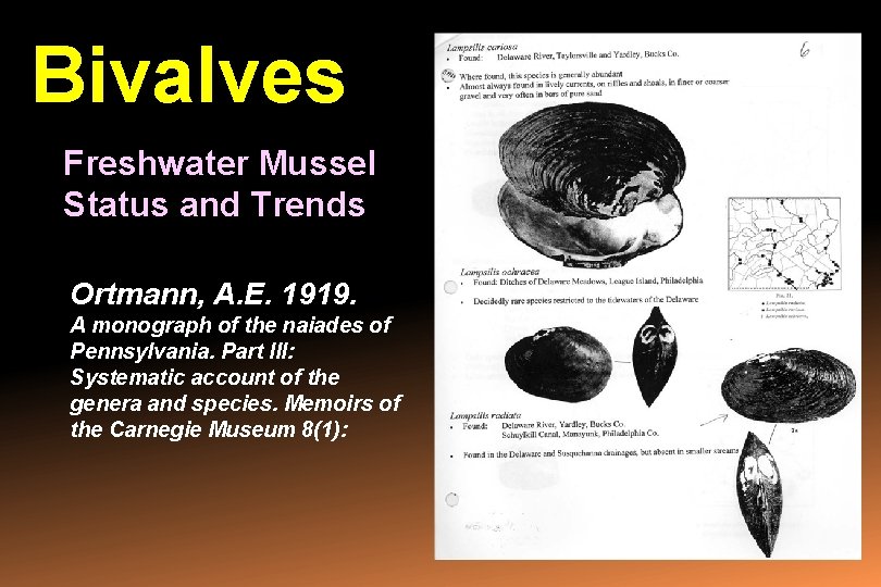 Bivalves Freshwater Mussel Status and Trends Ortmann, A. E. 1919. A monograph of the