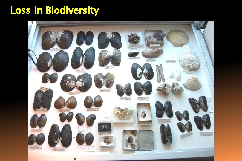 Loss in Biodiversity 