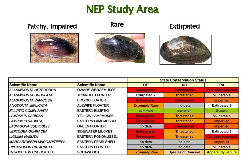 NEP Study Area Patchy, Impaired Rare Extirpated 