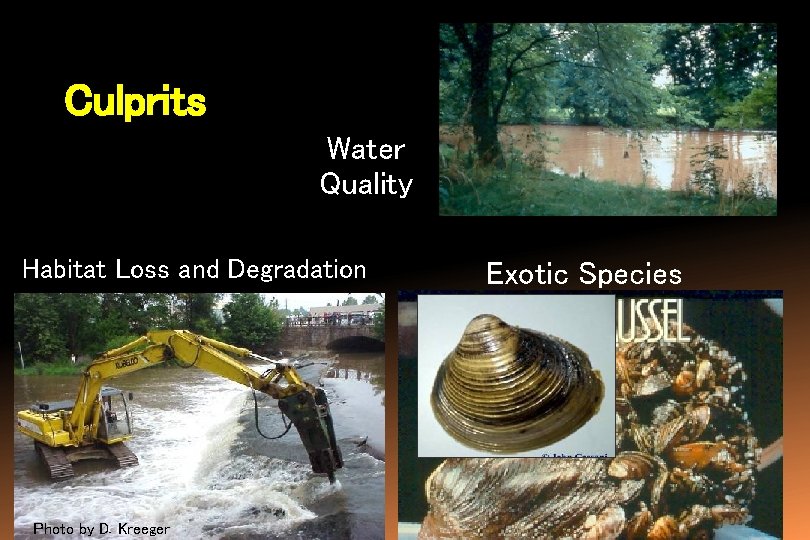 Culprits Water Quality Habitat Loss and Degradation Photo by D. Kreeger Exotic Species 