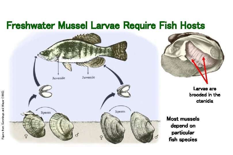 Figure from Cummings and Mayer (1992). Freshwater Mussel Larvae Require Fish Hosts Larvae are