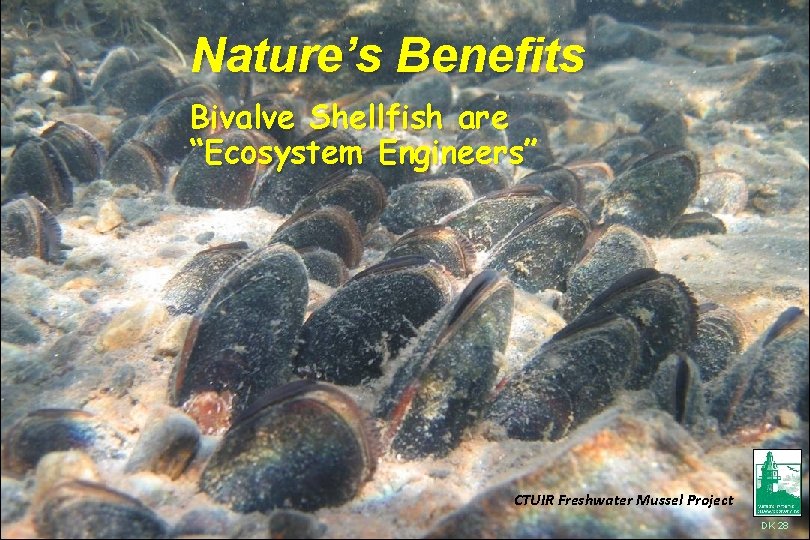 Nature’s Benefits Bivalve Shellfish are “Ecosystem Engineers” Engineers CTUIR Freshwater Mussel Project DK 28