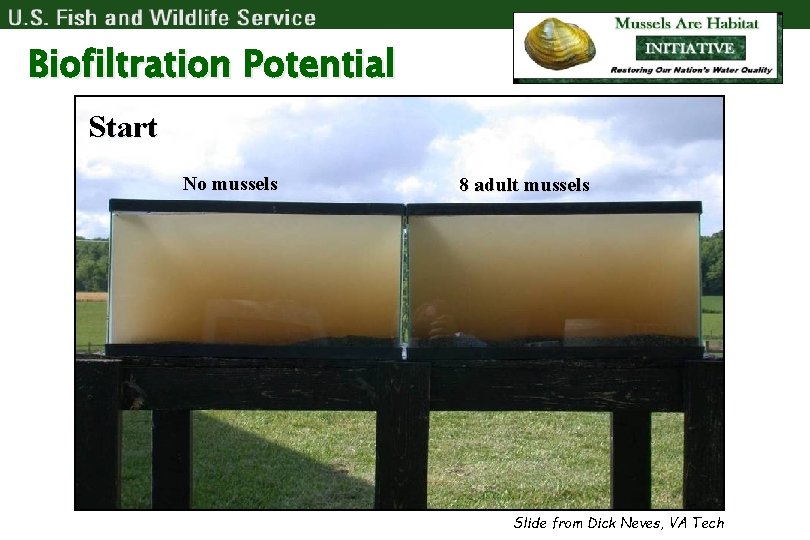 Biofiltration Potential Start No mussels 8 adult mussels Slide from Dick Neves, VA Tech