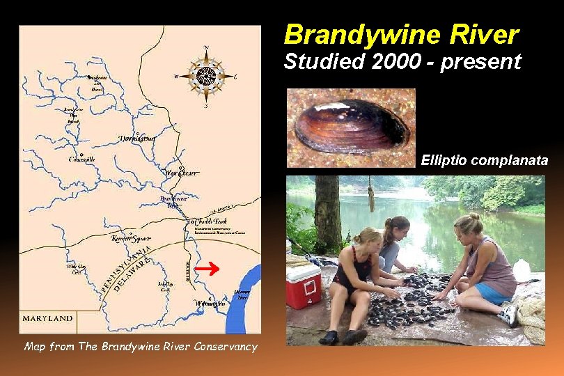 Brandywine River Studied 2000 - present Elliptio complanata Map from The Brandywine River Conservancy