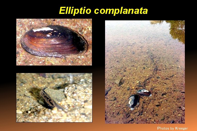 Elliptio complanata Photos by Kreeger 