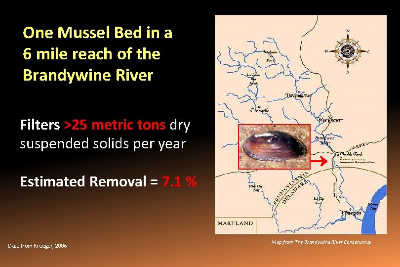 One Mussel Bed in a 6 mile reach of the Brandywine River Filters >25