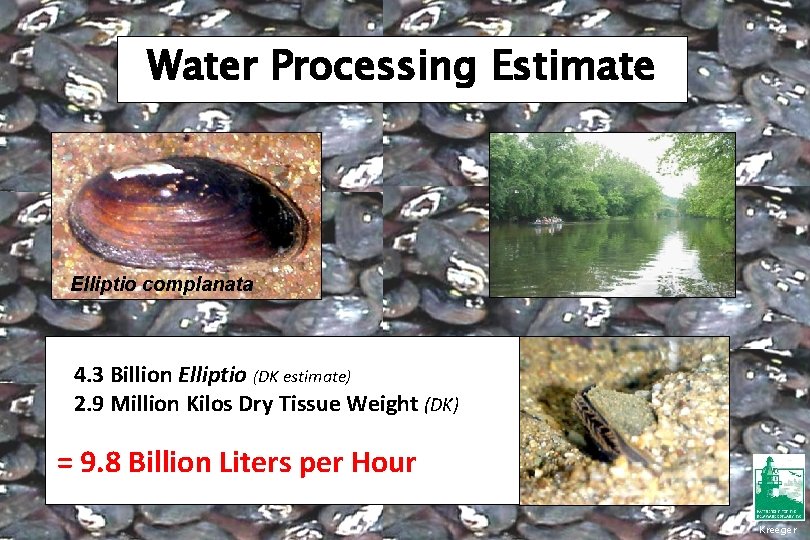 Water Processing Estimate Elliptio complanata 4. 3 Billion Elliptio (DK estimate) 2. 9 Million