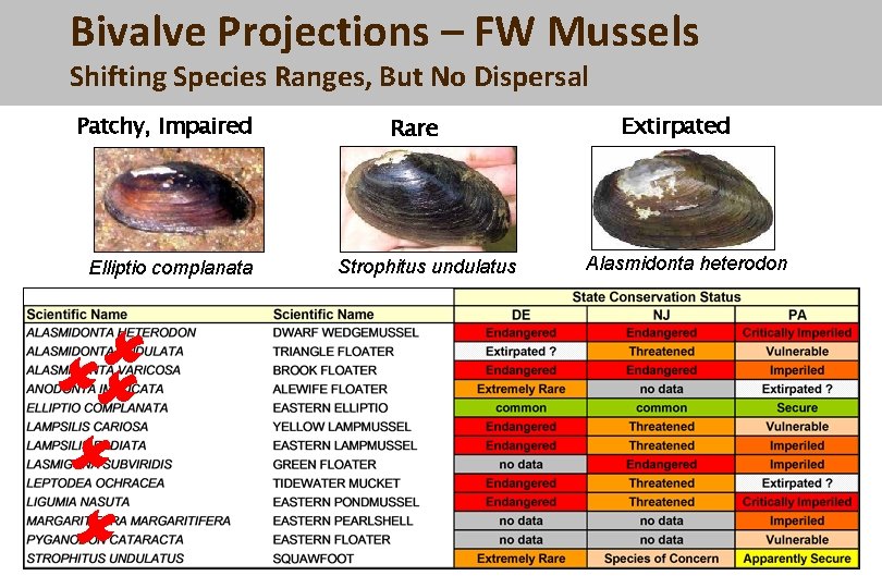 Bivalve Projections – FW Mussels Shifting Species Ranges, But No Dispersal Patchy, Impaired Elliptio