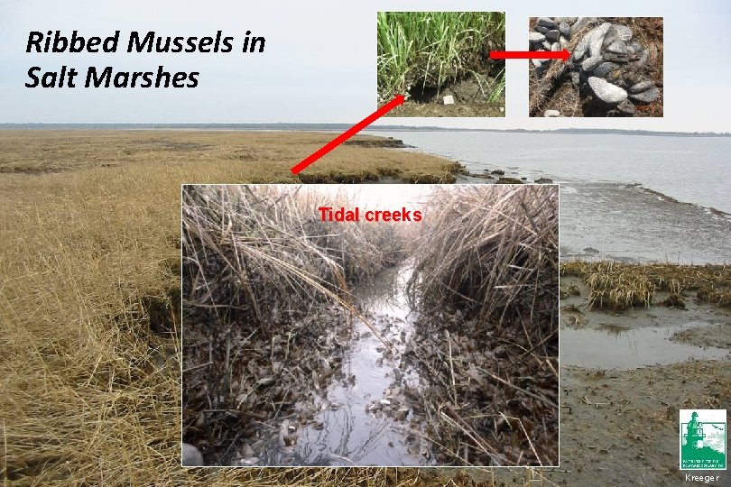 Ribbed Mussels in Salt Marshes Tidal creeks Kreeger 
