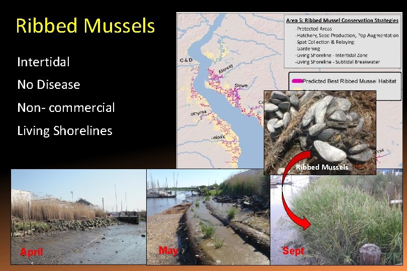 Ribbed Mussels Intertidal No Disease Non- commercial Living Shorelines Ribbed Mussels April May Sept