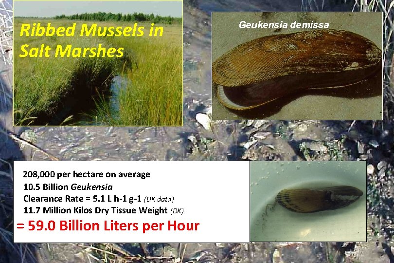 Ribbed Mussels in Salt Marshes 208, 000 per hectare on average 10. 5 Billion