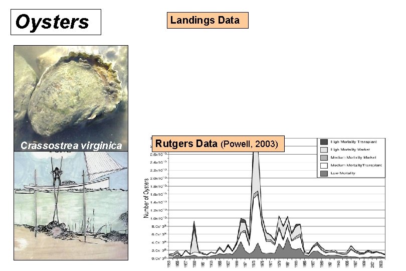 Oysters Crassostrea virginica Landings Data Rutgers Data (Powell, 2003) 