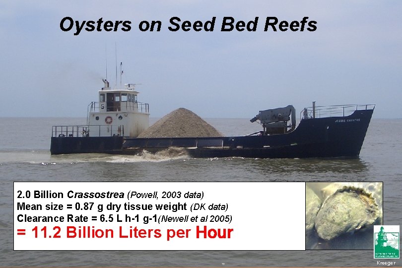 Oysters on Seed Bed Reefs 2. 0 Billion Crassostrea (Powell, 2003 data) Mean size