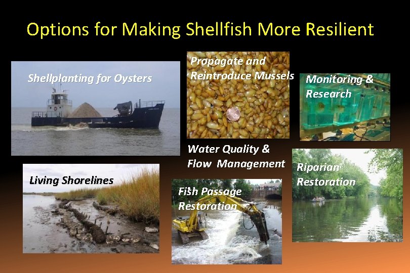 Options for Making Shellfish More Resilient Shellplanting for Oysters Living Shorelines Propagate and Reintroduce