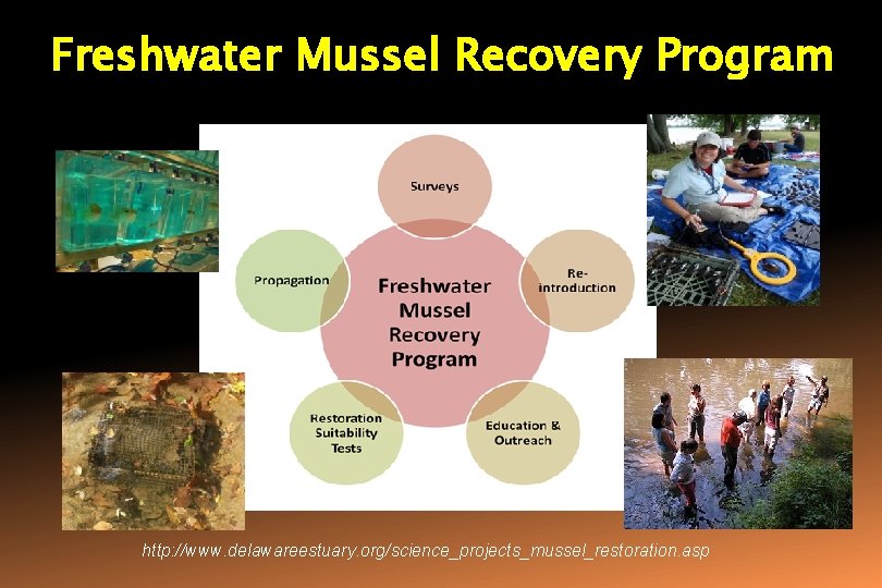 Freshwater Mussel Recovery Program http: //www. delawareestuary. org/science_projects_mussel_restoration. asp 