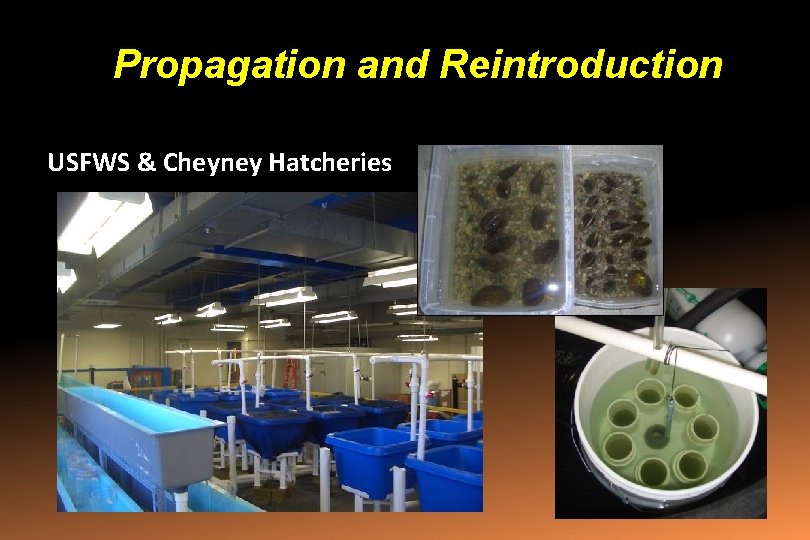 Propagation and Reintroduction USFWS & Cheyney Hatcheries 