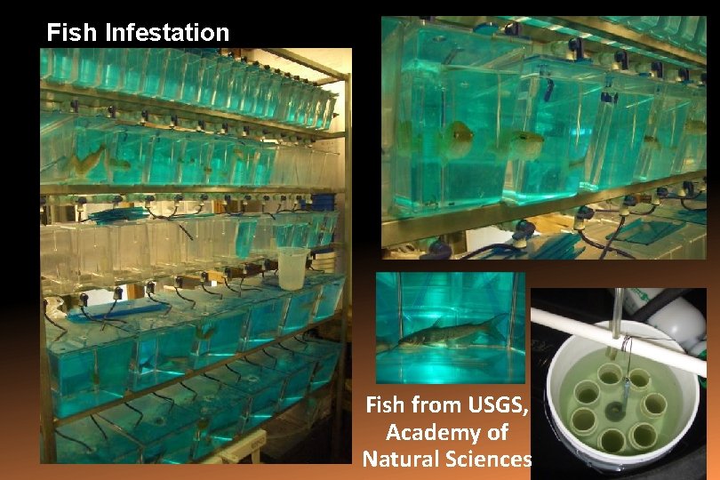 Fish Infestation Fish from USGS, Academy of Natural Sciences 