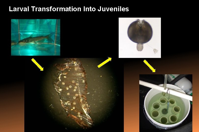 Larval Transformation Into Juveniles 