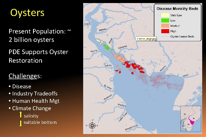 Oysters Present Population: ~ 2 billion oysters PDE Supports Oyster Restoration Challenges: • Disease