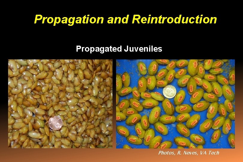 Propagation and Reintroduction Propagated Juveniles Photos, R. Neves, VA Tech 