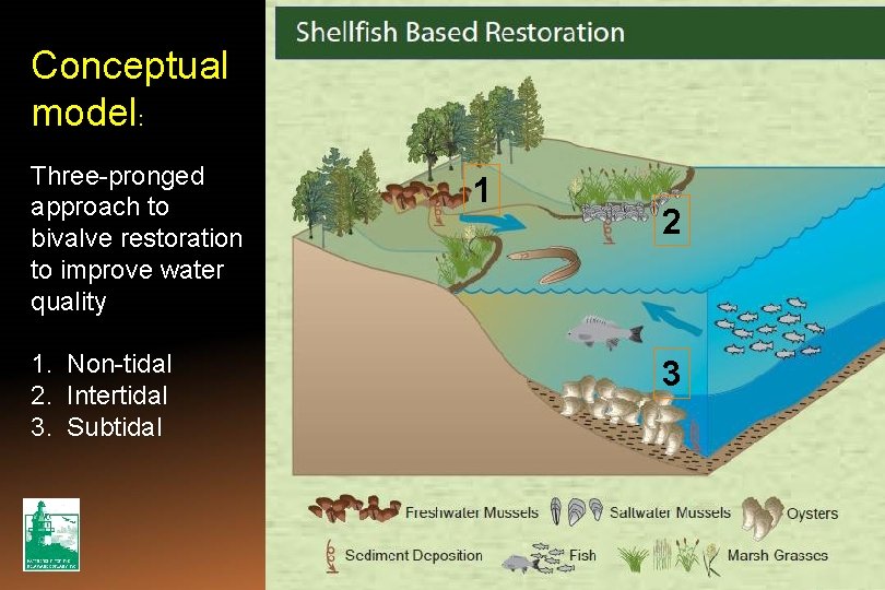 Conceptual model: Three-pronged approach to bivalve restoration to improve water quality 1. Non-tidal 2.