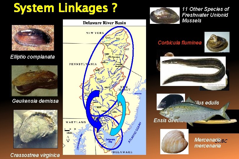 System Linkages ? 11 Other Species of Freshwater Unionid Mussels Corbicula fluminea Elliptio complanata