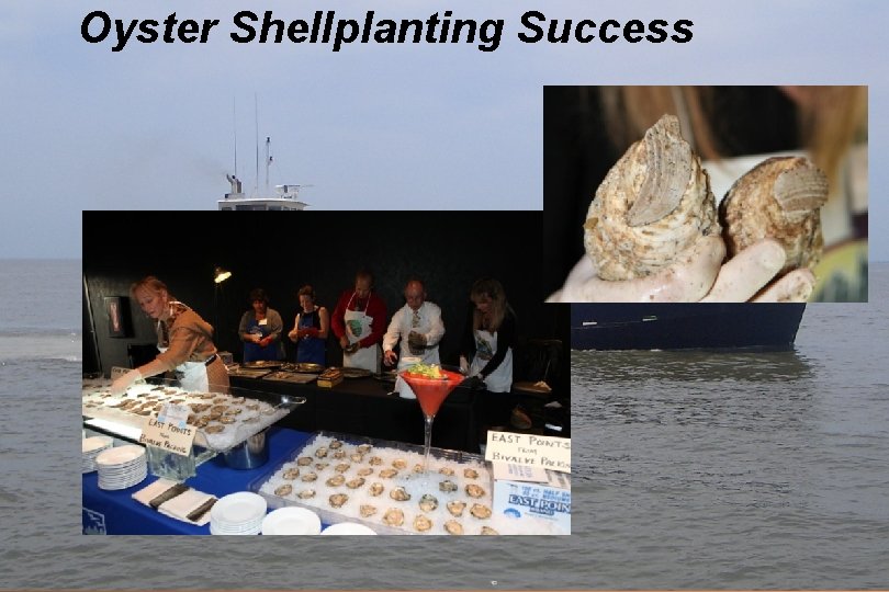 Oyster Shellplanting Success 