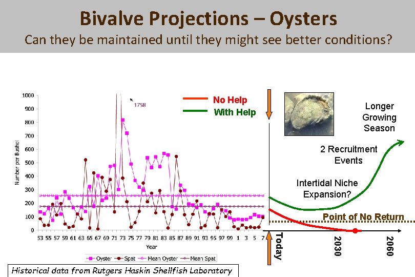 Bivalve Projections – Oysters Can they be maintained until they might see better conditions?