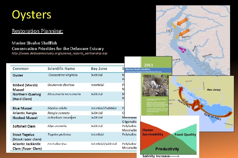 Oysters Restoration Planning: Marine Bivalve Shellfish Conservation Priorities for the Delaware Estuary http: //www.