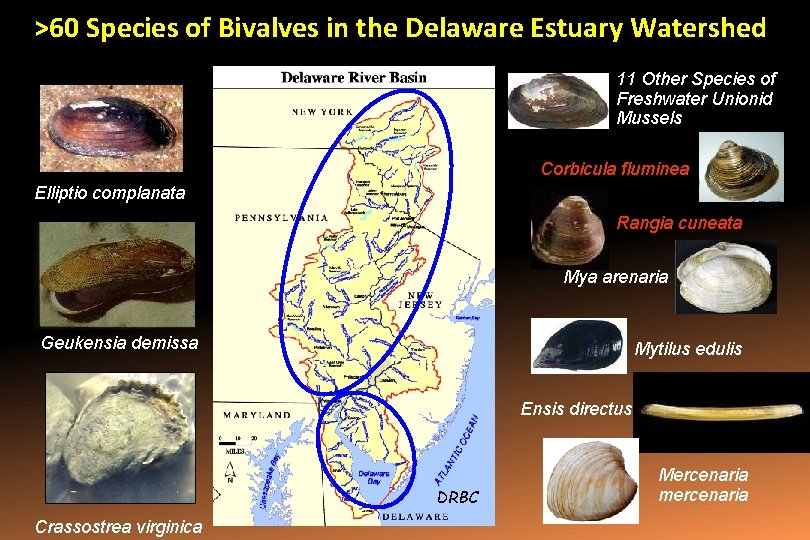 >60 Species of Bivalves in the Delaware Estuary Watershed 11 Other Species of Freshwater