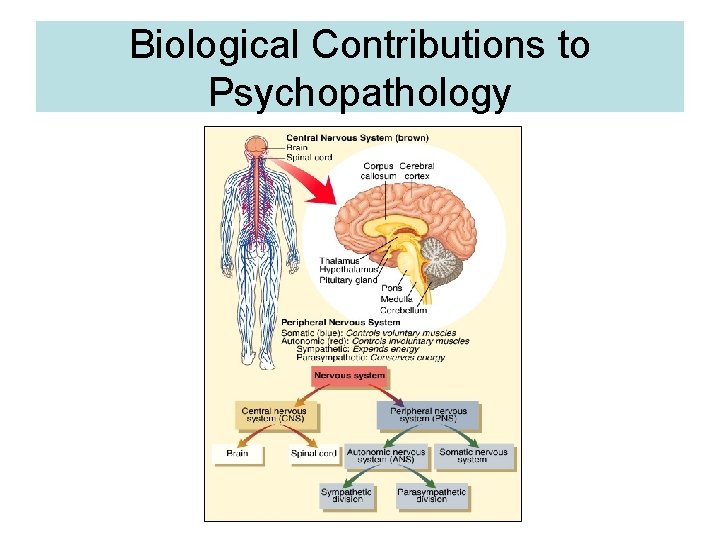 Biological Contributions to Psychopathology 