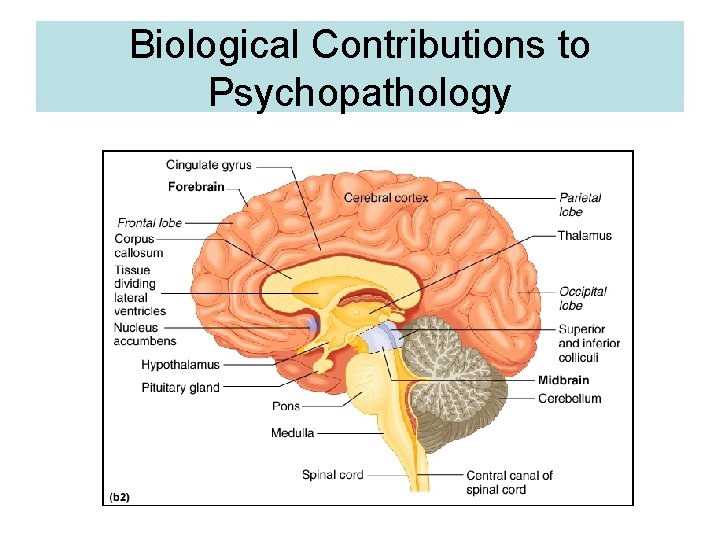 Biological Contributions to Psychopathology 