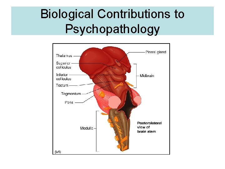 Biological Contributions to Psychopathology 