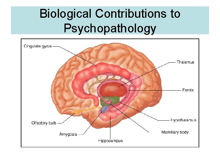 Biological Contributions to Psychopathology 