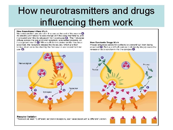 How neurotrasmitters and drugs influencing them work 