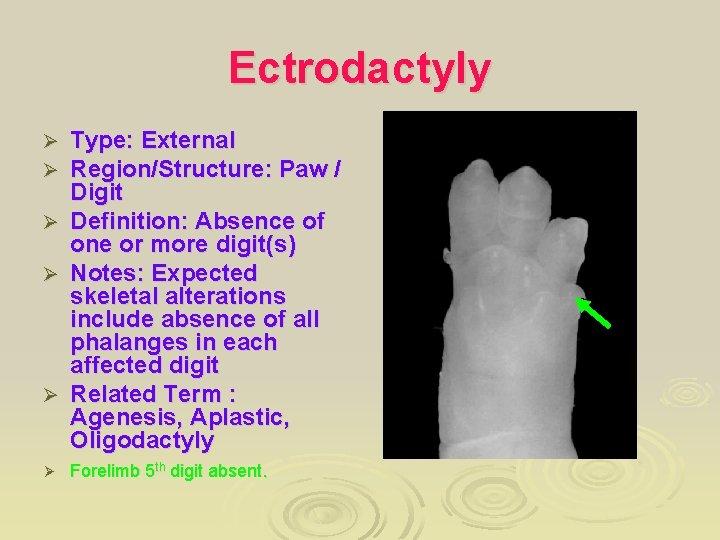 Ectrodactyly Type: External Region/Structure: Paw / Digit Ø Definition: Absence of one or more