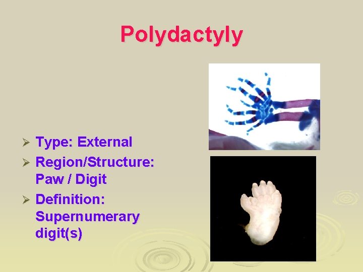 Polydactyly Type: External Ø Region/Structure: Paw / Digit Ø Definition: Supernumerary digit(s) Ø 