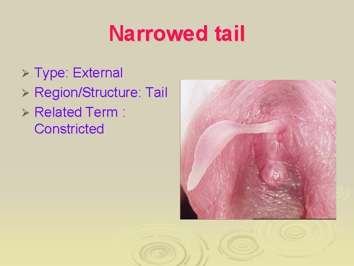 Narrowed tail Type: External Ø Region/Structure: Tail Ø Related Term : Constricted Ø 