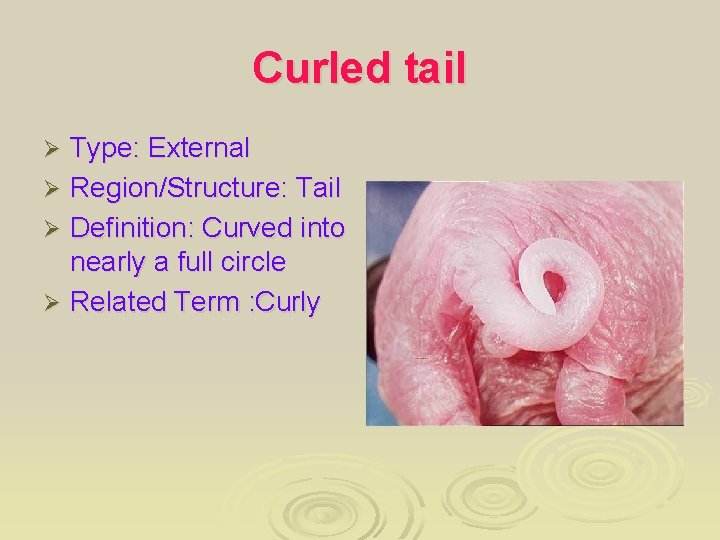 Curled tail Type: External Ø Region/Structure: Tail Ø Definition: Curved into nearly a full