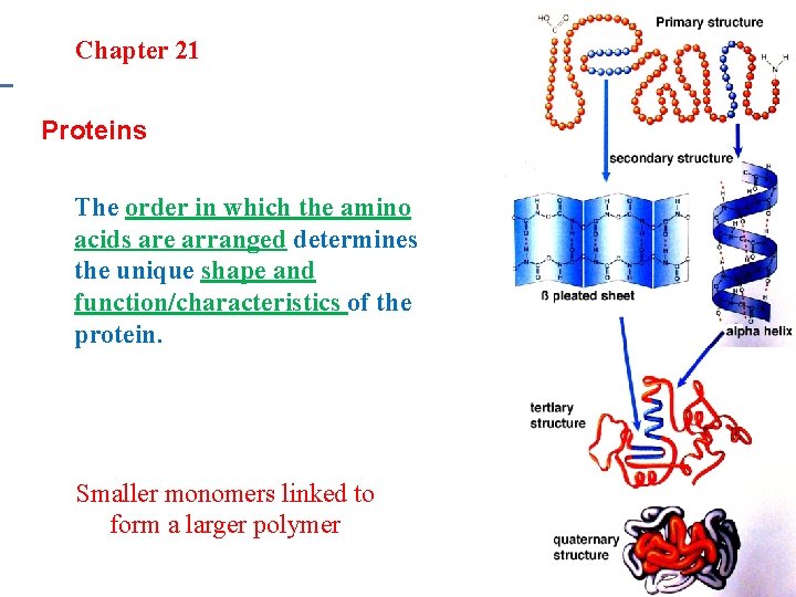 Section 20. 1 Section 20 -4 Chapter 21 Saturated Hydrocarbons Proteins The order in