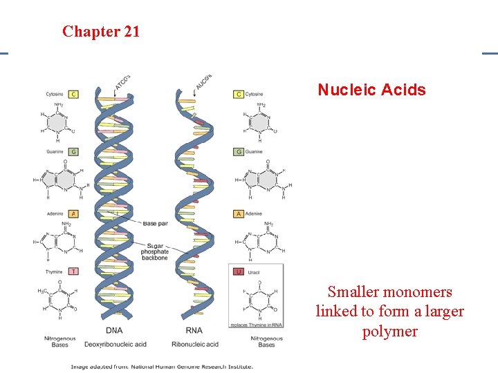 Section 20. 1 Section 20 -4 Chapter 21 Saturated Hydrocarbons Nucleic Acids Smaller monomers