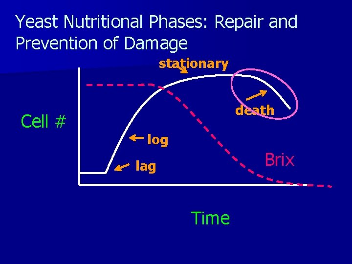 Yeast Nutritional Phases: Repair and Prevention of Damage stationary Cell # death log Brix