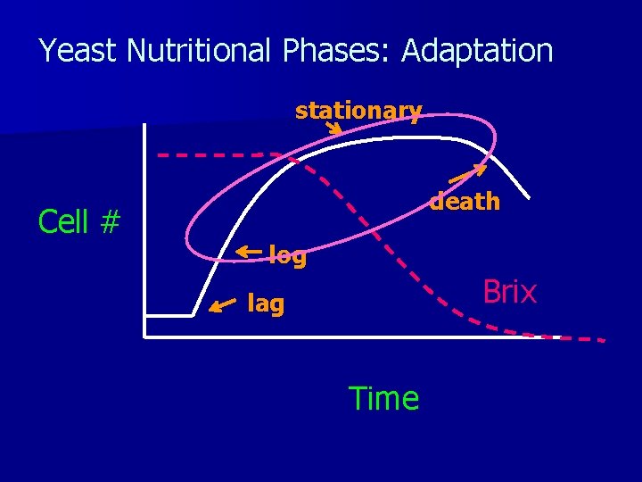 Yeast Nutritional Phases: Adaptation stationary Cell # death log Brix lag Time 