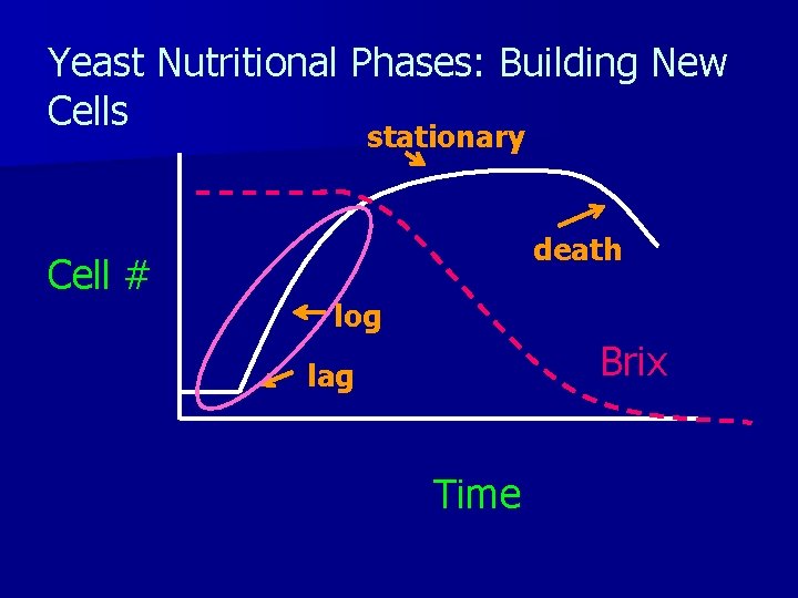 Yeast Nutritional Phases: Building New Cells stationary Cell # death log Brix lag Time