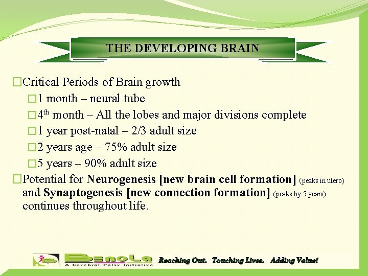 THE DEVELOPING BRAIN �Critical Periods of Brain growth � 1 month – neural tube