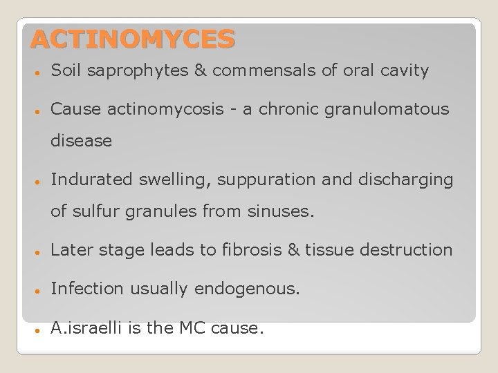 ACTINOMYCES Soil saprophytes & commensals of oral cavity Cause actinomycosis - a chronic granulomatous