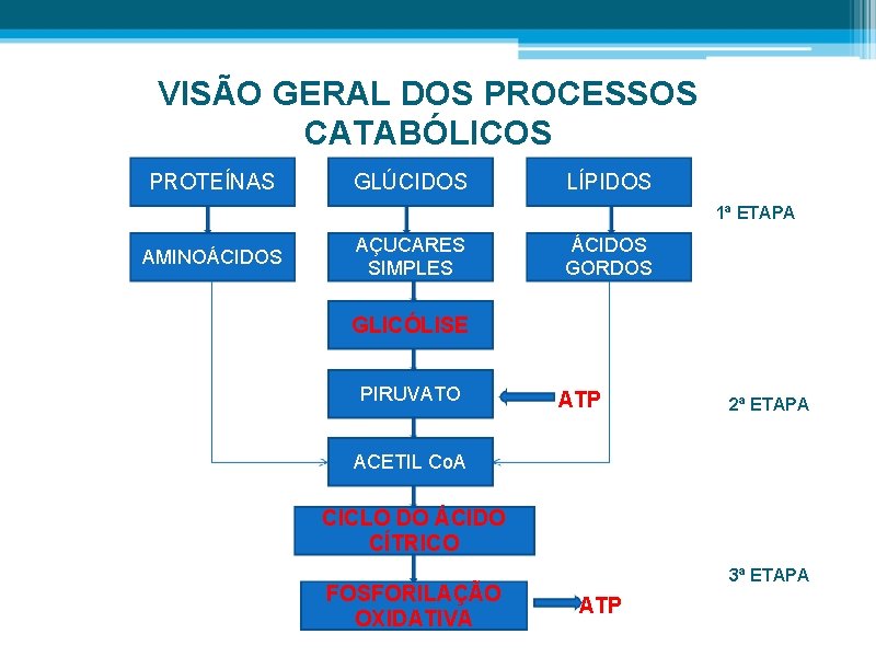 VISÃO GERAL DOS PROCESSOS CATABÓLICOS PROTEÍNAS GLÚCIDOS LÍPIDOS 1ª ETAPA AMINOÁCIDOS AÇUCARES SIMPLES ÁCIDOS